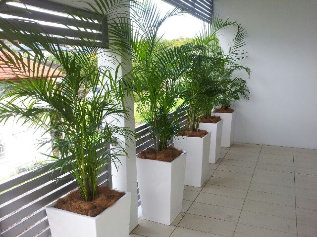 Potting palm golden palm areca shade tolerant 
